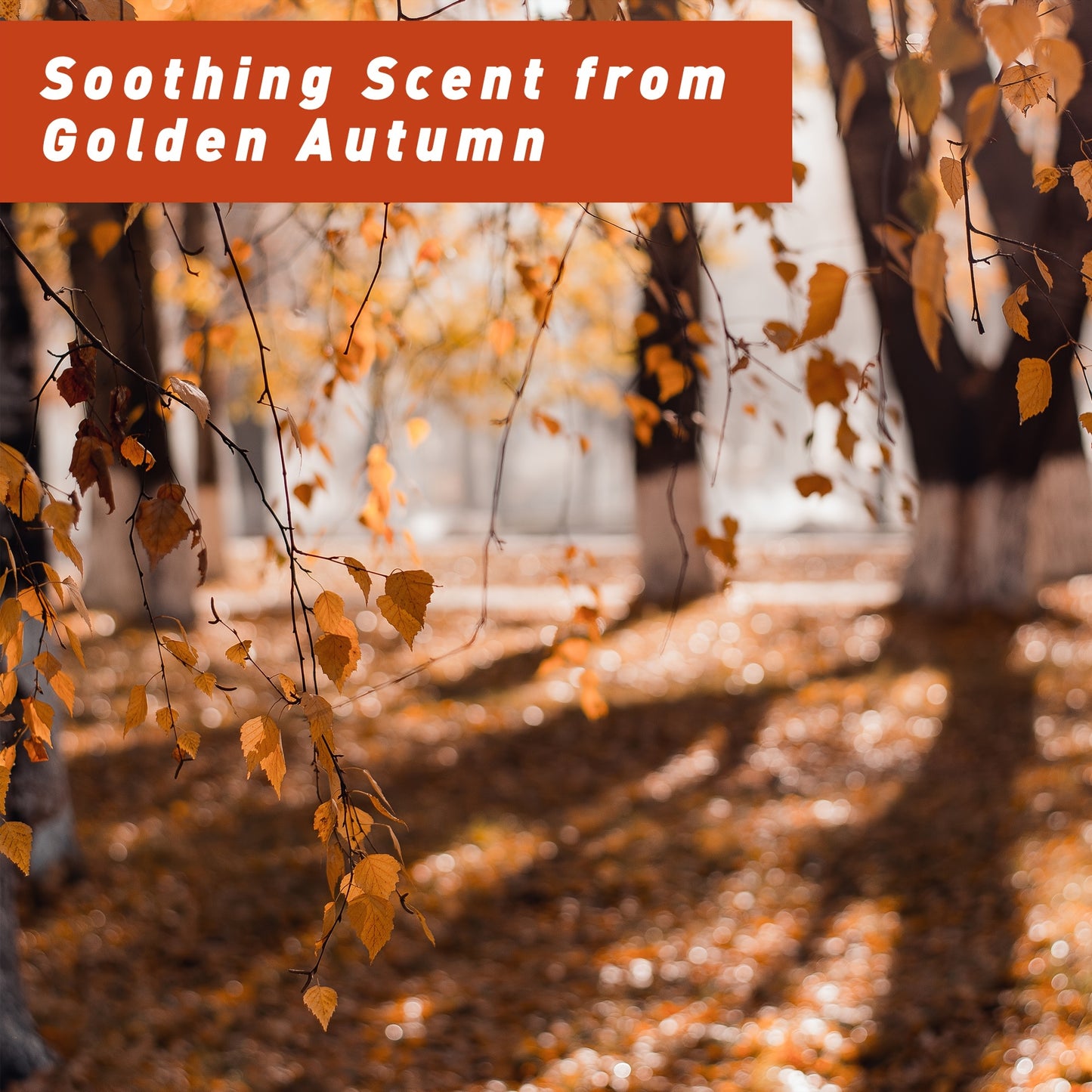 6x0.34oz Autumn Fragrance Oil Set ESSLUX Fall Scented Oils for Candle Making Diffuser Laundry Dryer Ball Aromatherapy Gift Set Forest Pine Orange Cinnamon Pumpkin Pie Maple Syrup